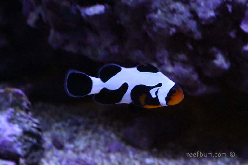 Focus On Fish - MochaVinci Clownfish - ReefBum