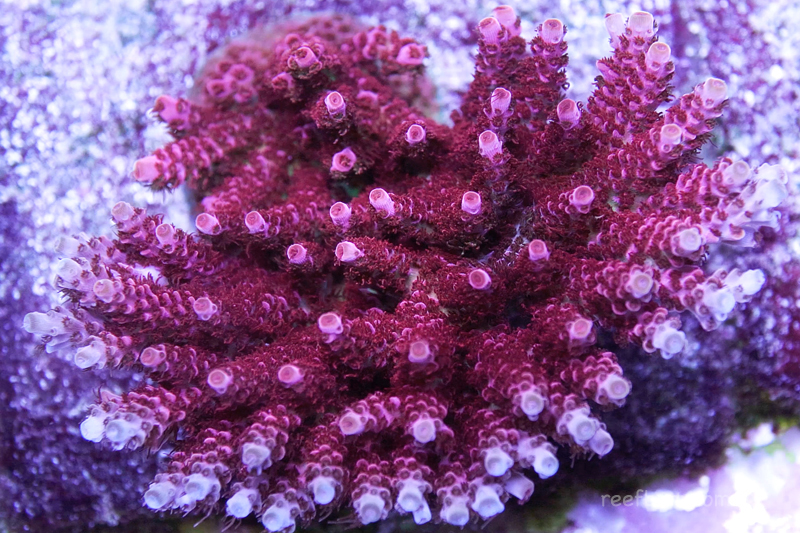 Barbero Psicológico Preparación Our Top 10 Must Have SPS Corals - ReefBum