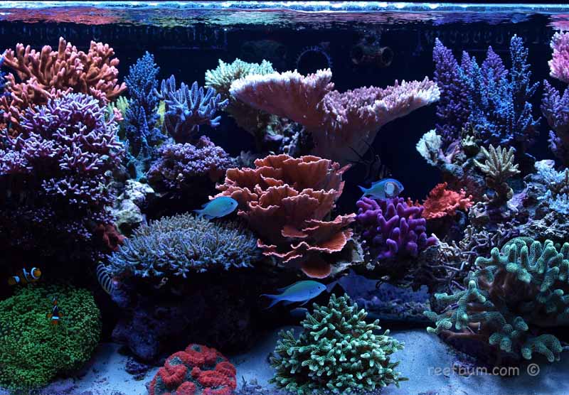 ReefBum Reef Tank December 2010