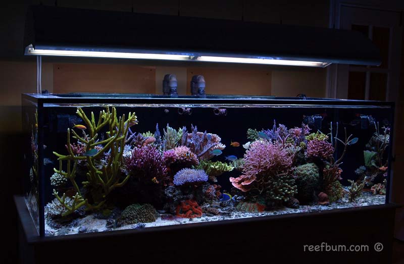 sps reef tank
