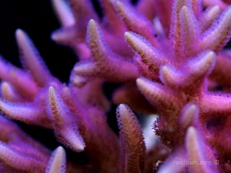 pink birdsnest coral