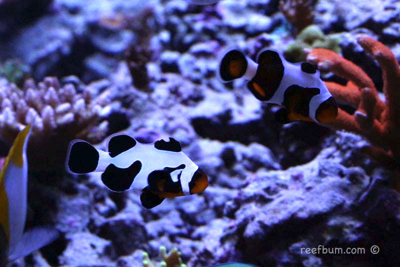 clownfish mochavinci