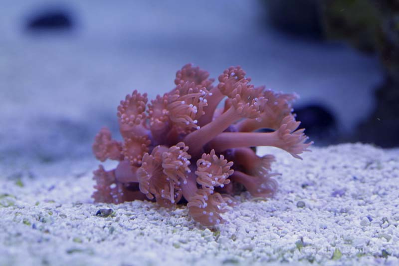Red Goniopora Coral sand bed or bare bottom