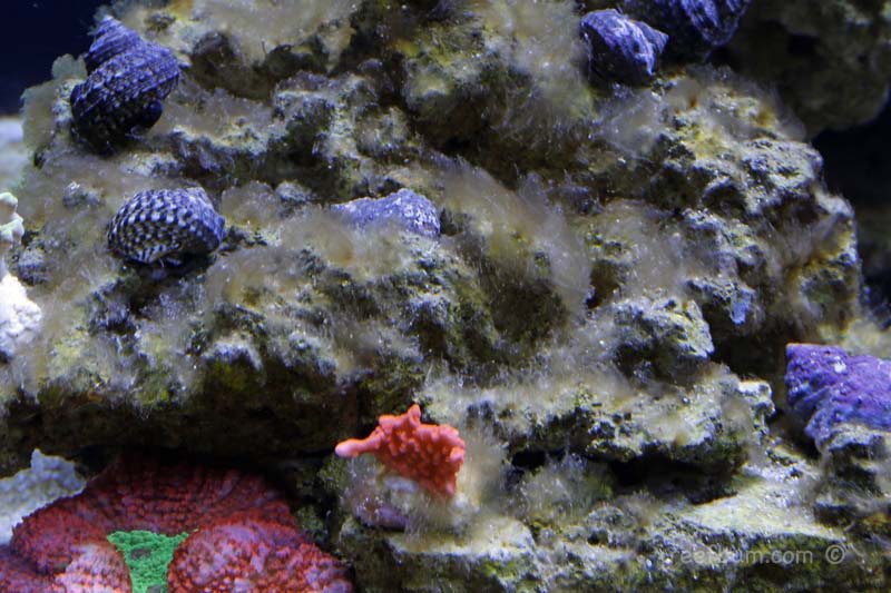 How To Eliminate and Prevent Diatoms in a Reef Tank - ReefBum
