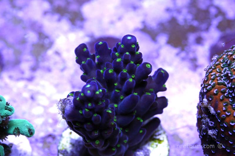 SPS Deep Dive - Purple Bonsai Acropora - ReefBum