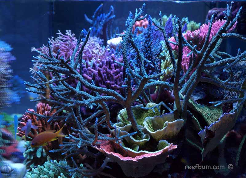 sps reef aquarium