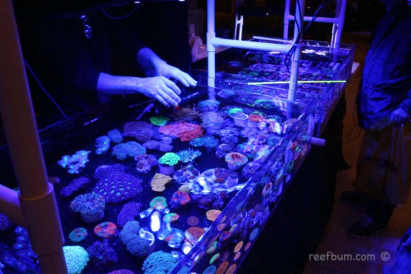 Manhattan Reefs Frag Swap