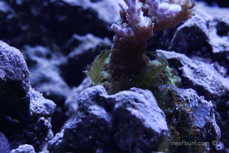 Will a 3 Day Black Out Eliminate Algae in a Reef Tank? - ReefBum