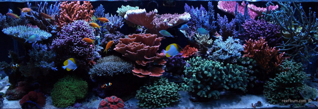 reefbum reef tank