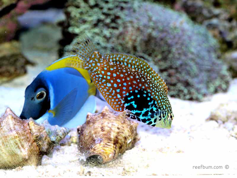 african leopard wrasse
