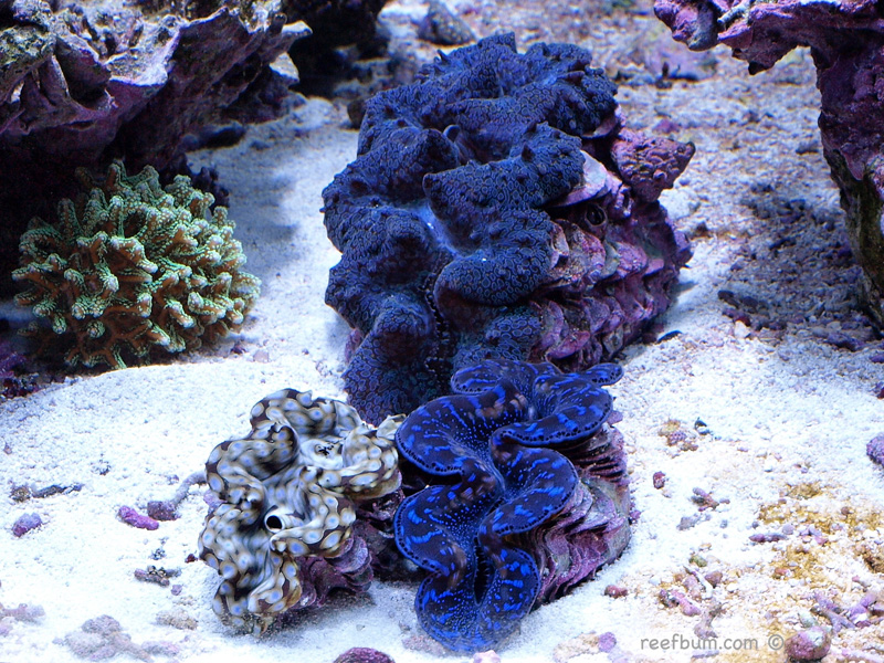 clams reef tank