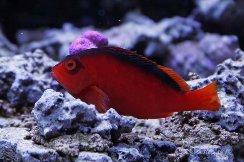 flame hawkfish