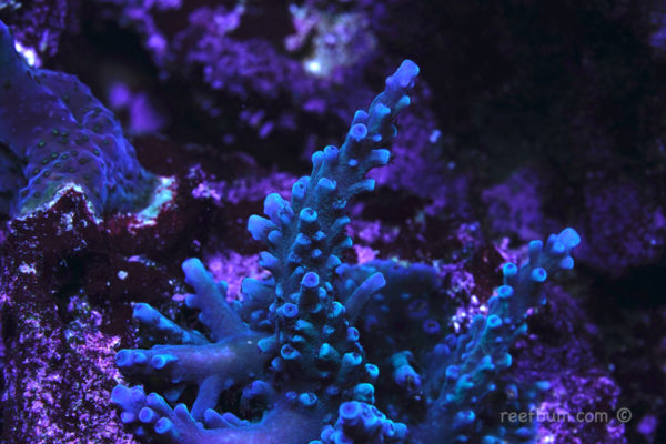 SPS Deep Dive: Oregon Blue Tort - ReefBum