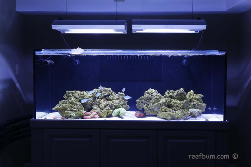 bacterial bloom reef tank uv