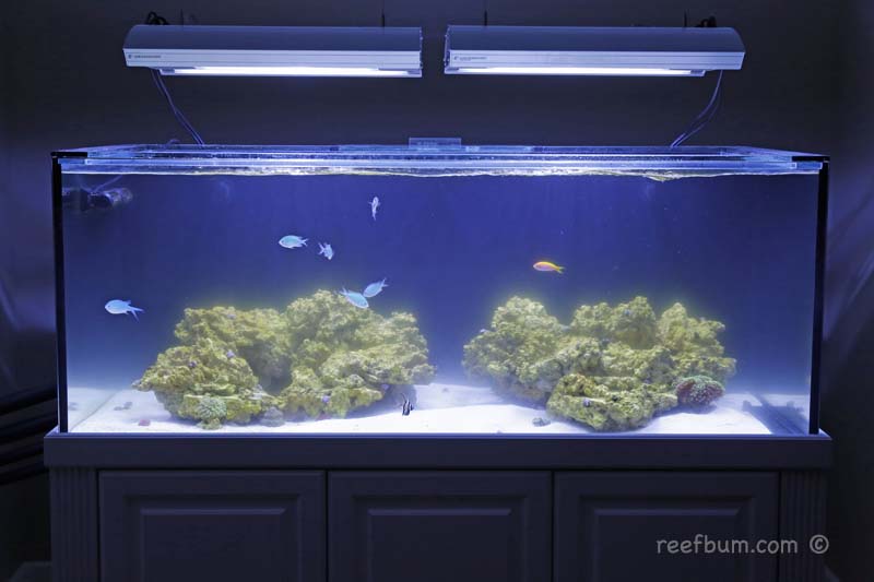 bacterial bloom reef tank