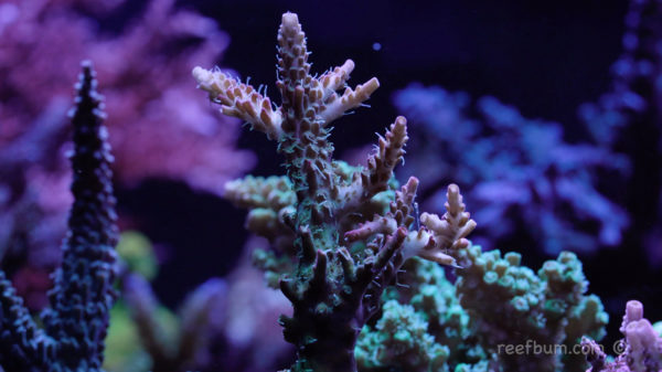 How to Keep SPS Coral Part 1: Testing, Lighting, and Flow - ReefBum