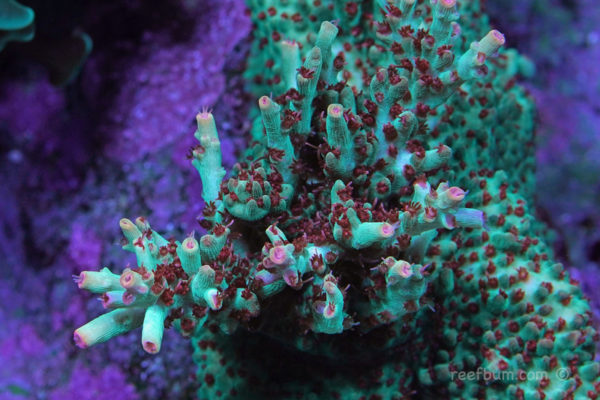 How to Keep SPS Coral Part 1: Testing, Lighting, and Flow - ReefBum