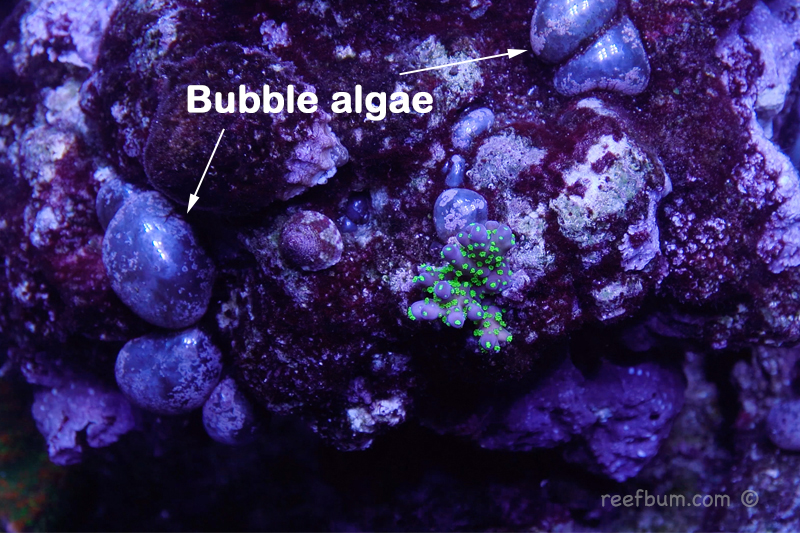 bubble algae