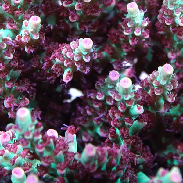 BC Hyperberry - ReefBum