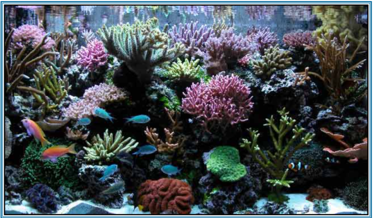 ReefBum Reef Central July 2003 Tank of The Month