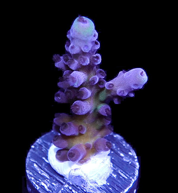 Wet Thumbs Mother of Pearl Frag 1